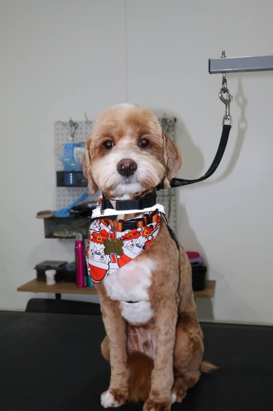 A doodle in a festive bandana sitting tall after a groom