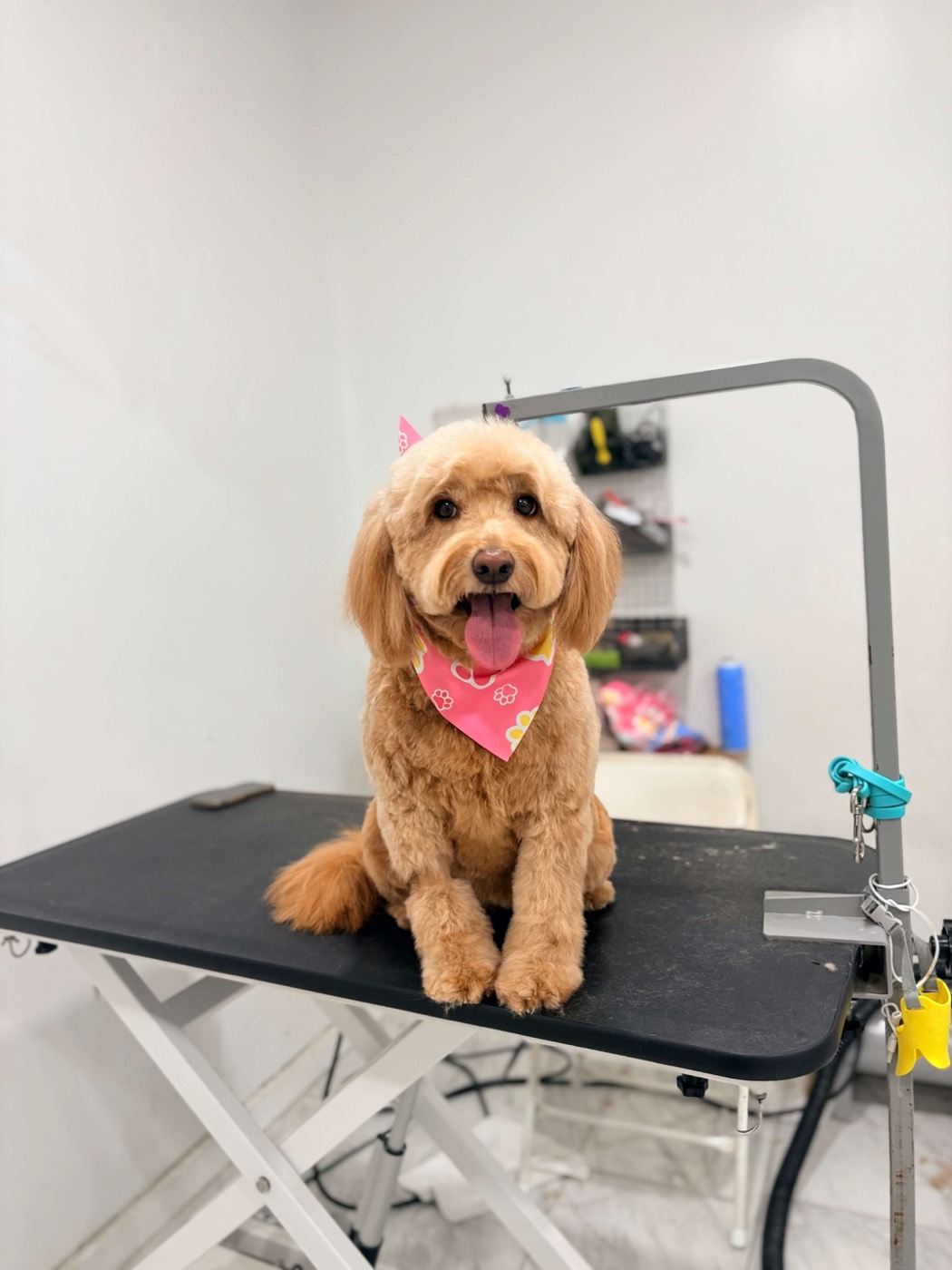 A happy pet after grooming at Eze Paws
