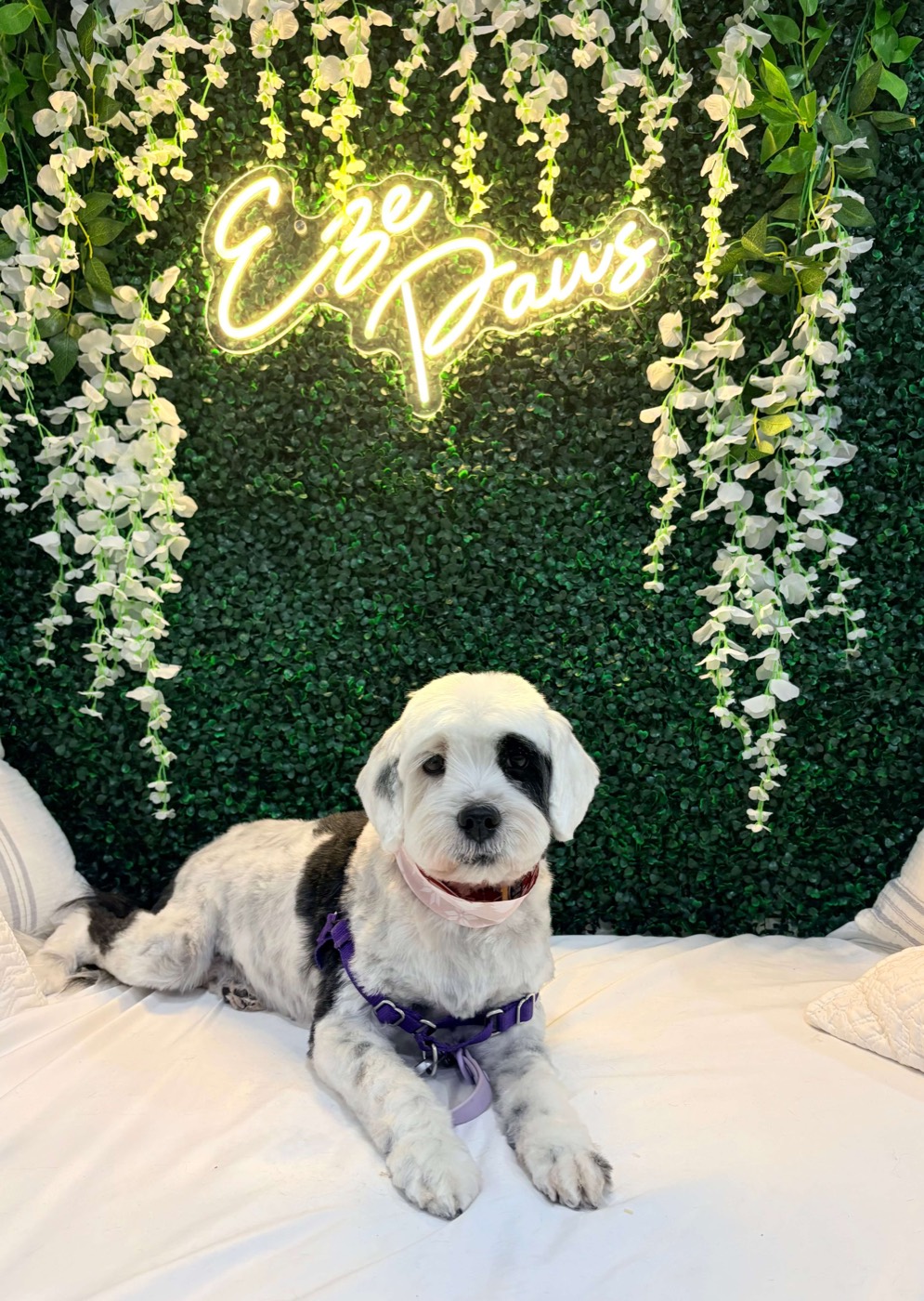 A sheepadoodle relaxing in front of the Eze Paws neon sign