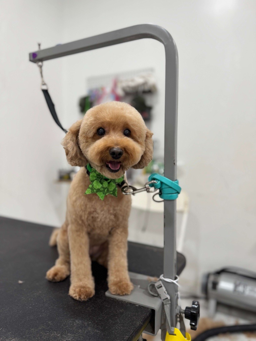 A toy poodle with a green bow tie sitting on the grooming table
