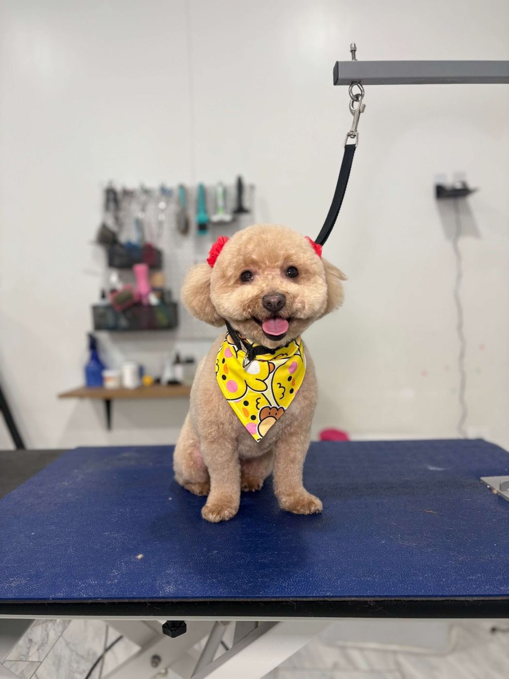 A smiling poodle with red bows after a bath and haircut