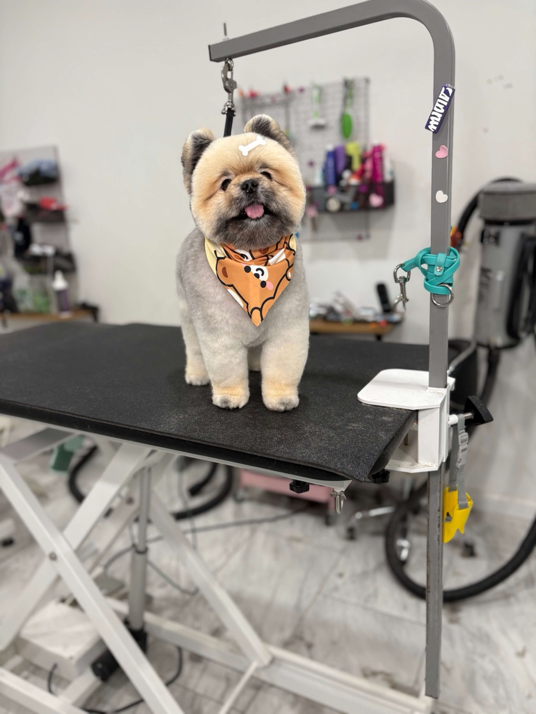 A freshly groomed dog at Eze Paws