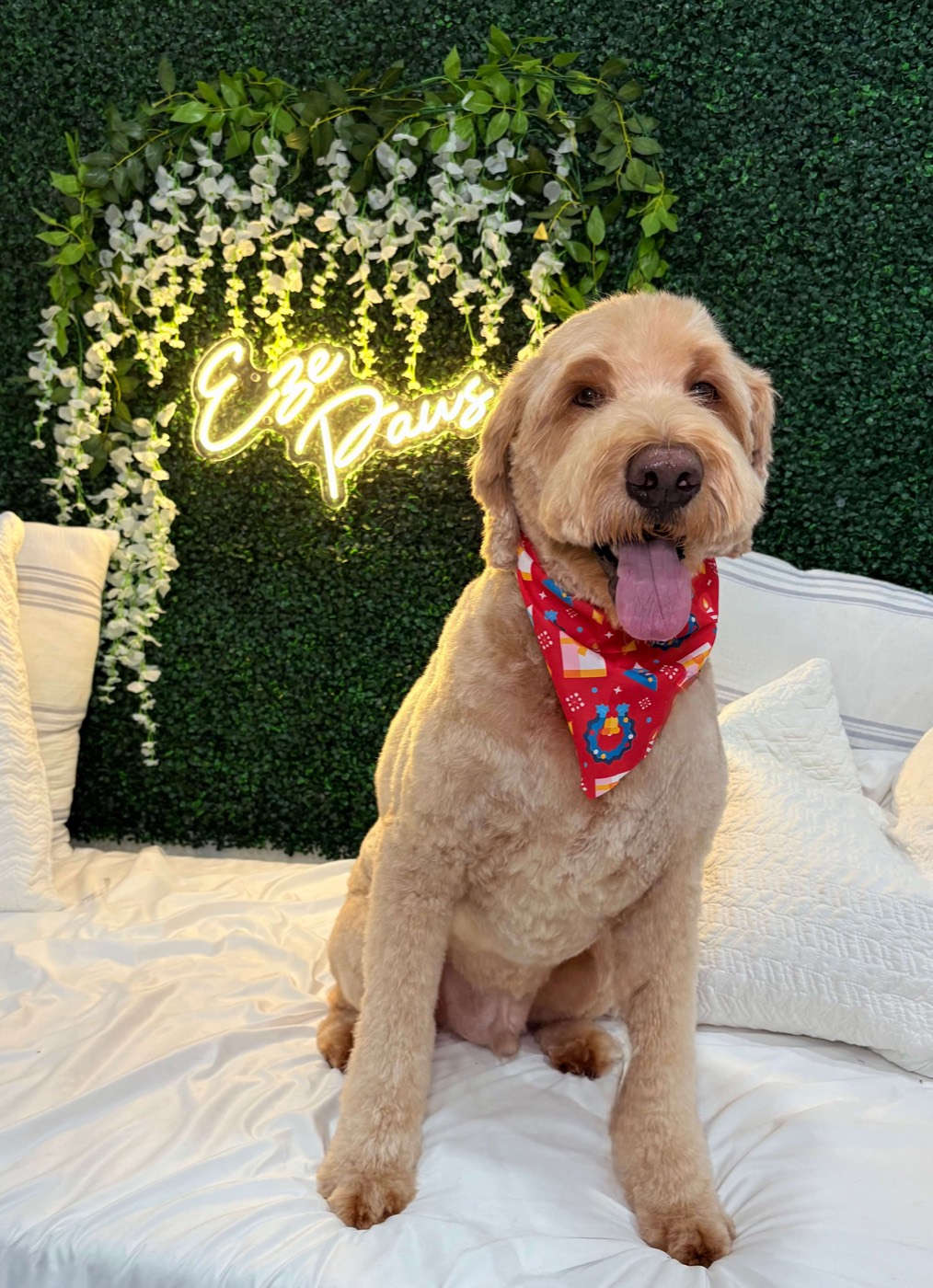 A freshly groomed goldendoodle posing in front of the Eze Paws neon sign and flower wall