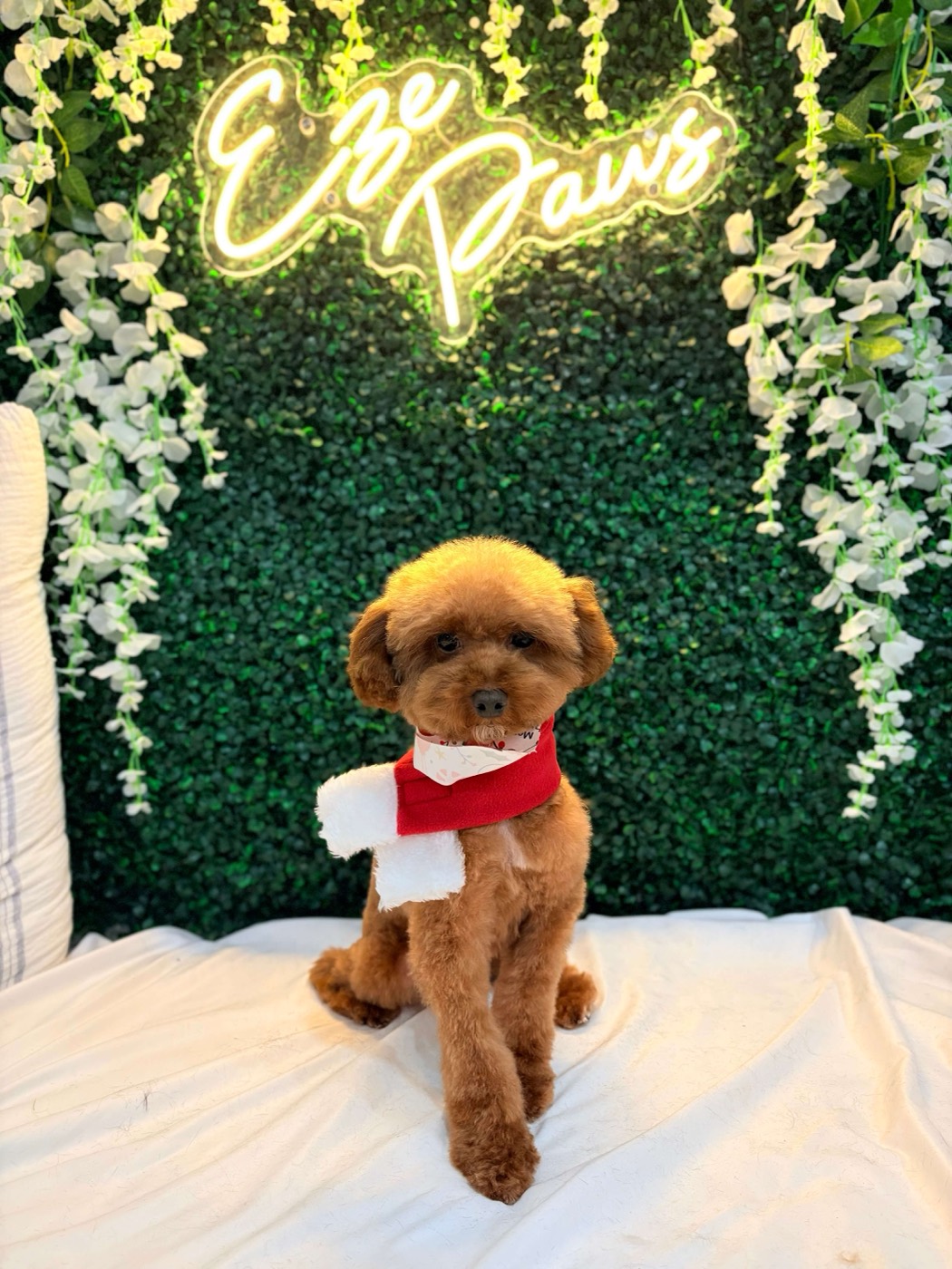A red toy poodle in a scarf posing at the flower wall