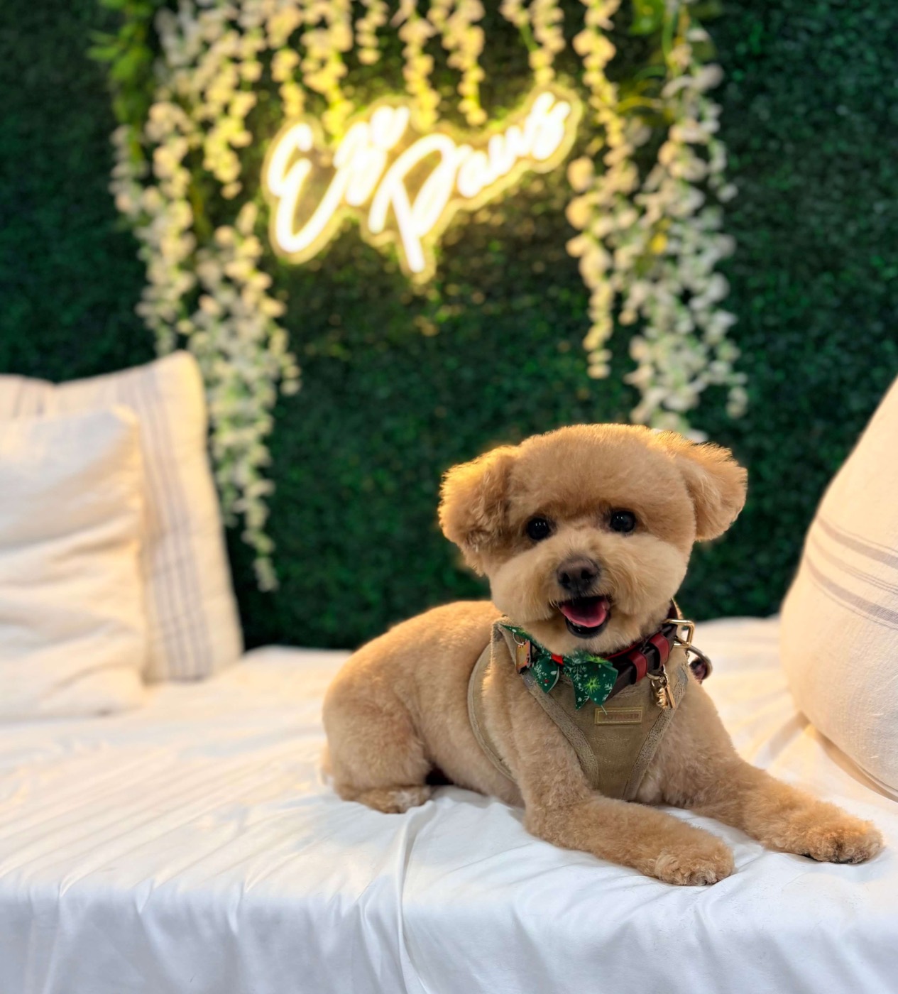 A freshly groomed dog showing off a new haircut