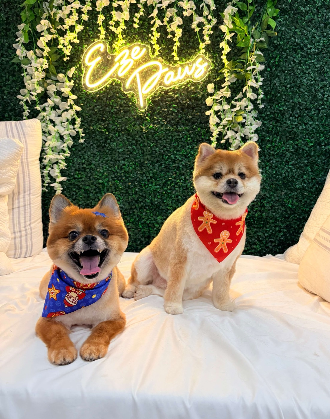 Two smiling Pomeranians in holiday bandanas at the Eze Paws flower wall