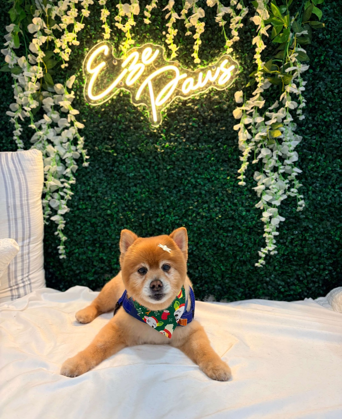 A Pomeranian with a bow lounging at the Eze Paws flower wall